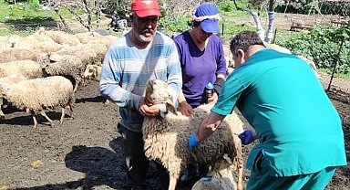 Söke'de küçükbaş hayvanlar aşılandı