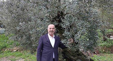 Tirilye zeytini için coğrafi işaret başvurusu