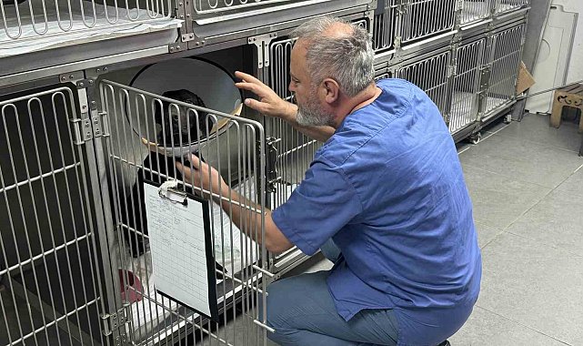 Tümör nedeniyle köpeğin kulağı ampute edildi