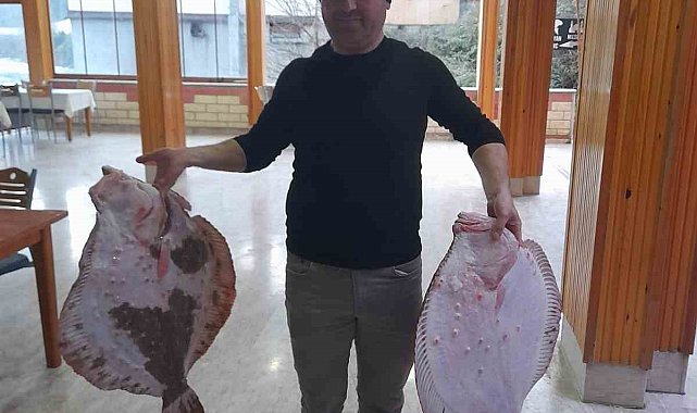 Türkeli'de 10 kilogramlık kalkan balığı yakalandı
