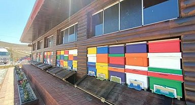 Türkiye'nin ilk "Arı Evi" ülke genelinde uygulamaya konuyor