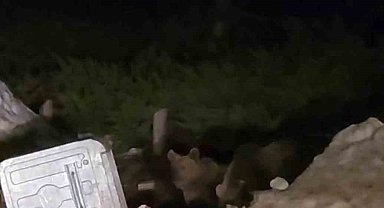 Uludağ'da aç kalan ayılar çöp konteynerlerinde yemek aradı