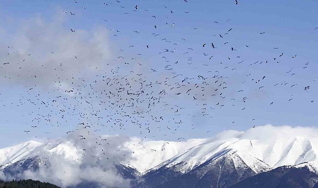 Uludağ'ın eteklerinde leyleklerin dansı böyle görüntülendi