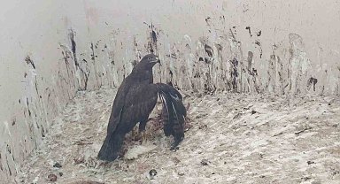 Uzmanından 3 Mart Dünya Yaban Hayatı Günü'ne ilişkin açıklamalar