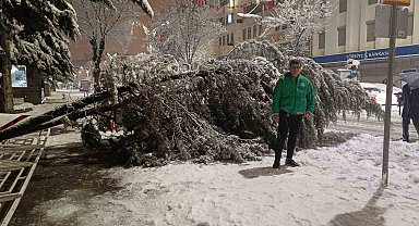 Van'da aşırı kar yağışına dayanamayan ağaç yola devrildi