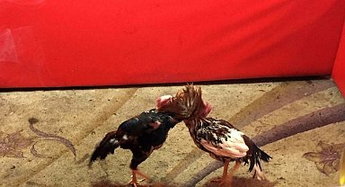 Villada horoz dövüştüren 16 kişiye adli ve idari işlem yapıldı