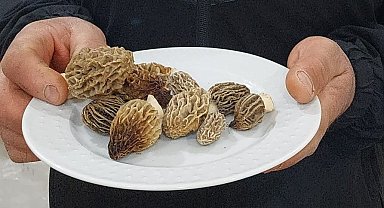 Yağmur sonrası Manisa'da kuzugöbeği bereketi