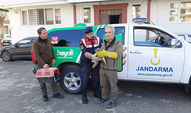 Yaralı bulunan şahin tedavi altına alındı
