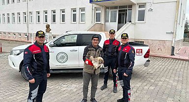 Yaralı kızıl şahini jandarma ekipleri buldu
