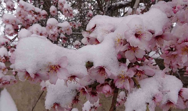 Yozgat'ta erken çiçek açan badem ağaçları kar altında kaldı