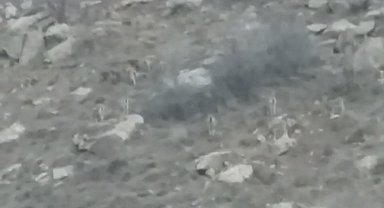 Yüksekova'da sürü halindeki dağ keçileri görüntülendi