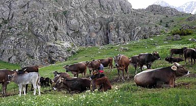 40 bin TL maaşla çoban bulamayınca çözümü nöbetleşmekte buldular