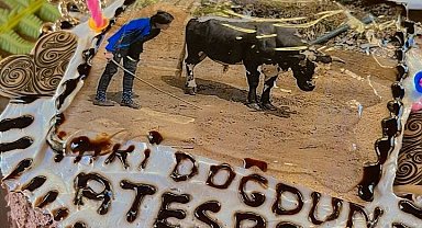 700 kilogramlık boğasının doğum gününü kutladı