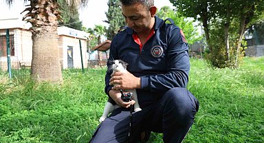 Ağaçta mahsur kalan kediyi itfaiye ekipleri kurtardı