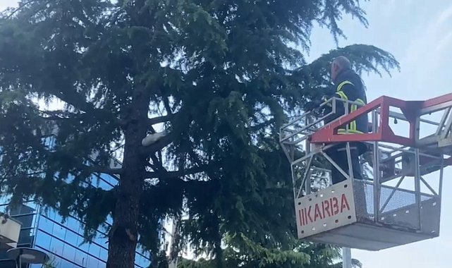 Ağaçta mahsur kalan yavru kediyi itfaiye ekipleri kurtardı