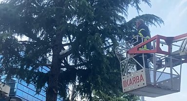 Ağaçta mahsur kalan yavru kediyi itfaiye ekipleri kurtardı