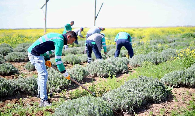 Aksaray'ın lavanta bahçesinde bahar bakımları yapıldı