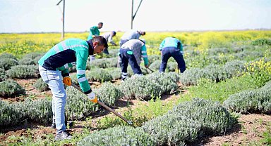 Aksaray'ın lavanta bahçesinde bahar bakımları yapıldı
