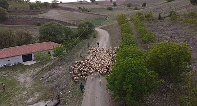 Amasya'da koyun sürülerinin yayla göçü erken başladı