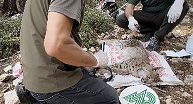 Antalya'da yakalanan Balkan vaşağı GPS ile takip edilecek