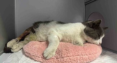 Apartmanın 7. katından düşen kedi ameliyatla sağlığına kavuştu