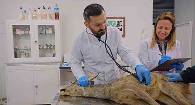 Aracın çarptığı karaca tedavi edilerek yeni ailesine katıldı