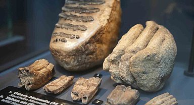 Aralarında mamut fosilinin de yer aldığı 545 milyon yıllık fosiller Samsun'da sergileniyor