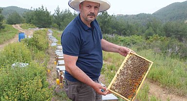 Arıcıların yeni favorisi avokado ve muz balı