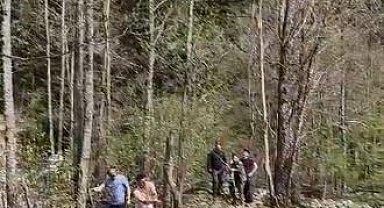Artvin'de ağaçta mahsur kalan yavru ayı kurtarıldı