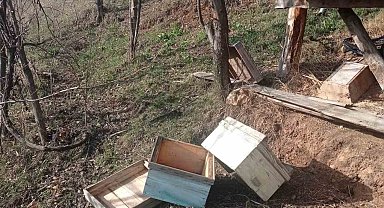 Artvin'de kış uykusundan uyanan ayılar yayla evlerini talan etti