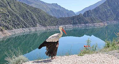 Artvin'de tedavisi tamamlanan leylek doğaya bırakıldı