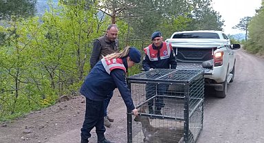 Artvin'de yaralı karaca tedavisinin ardından doğaya bırakıldı