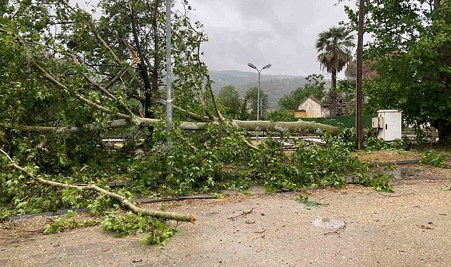 Aşırı yağışa dayanamayan ağaç yola devrildi