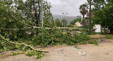 Aşırı yağışa dayanamayan ağaç yola devrildi