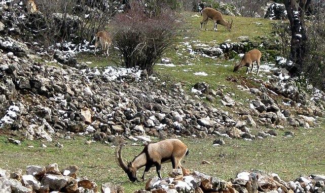 Avlanması, evcilleştirilmesi yasak olan yaban keçileri insanlarla iç içe yaşıyor