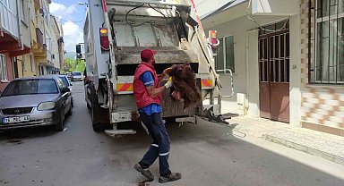 Ayıyı parçalayıp çöpe attılar