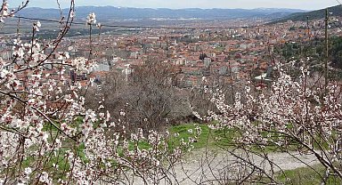 Badem ağaçları bu yıl zamanında çiçek açtı