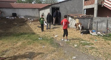 Bafra'da başıboş köpek dehşeti: 12 buzağı ve 1 kuzu telef oldu