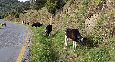 Bahar ayları ile birlikte yol kenarları meraya döndü