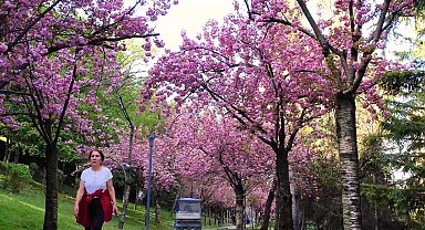 Baharın müjdeleyicisi sakura ağaçlarının renkli çiçekleri görsel şölen sunuyor