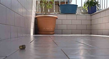 Balkondaki sepete nişan almışlar