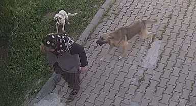 Başıboş köpek dehşeti kamerada: Yaralanan kadın tanınmaz hale geldi
