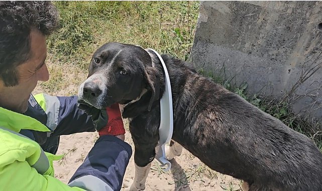 Başını klozet kapağına sıkıştıran yaramaz köpeği belediye ekipleri kurtardı