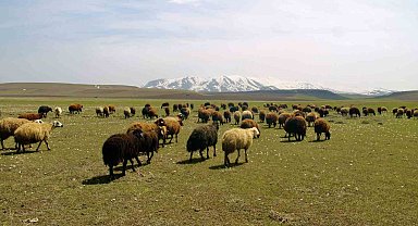 Bayburt'ta meralar küçükbaş hayvanlarla şenlendi