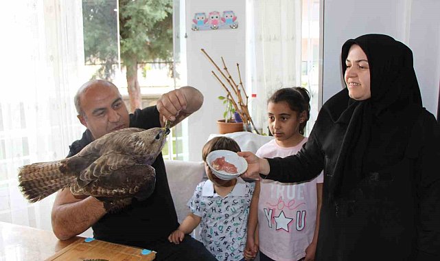 Bayram misafiri yaralı şahini et ve yaprak sarmasıyla besliyorlar