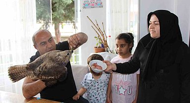 Bayram misafiri yaralı şahini et ve yaprak sarmasıyla besliyorlar