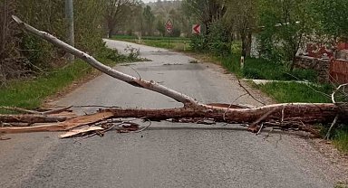 Beyşehir'de devrilen ağaç yolu kapattı