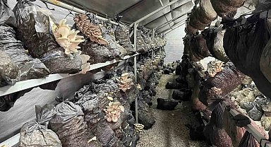 Beyşehir'de mantar üretimi üreticilerin gözdesi oldu