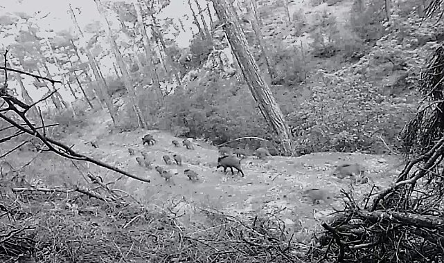 Birçok yaban hayvanı fotokapana takıldı