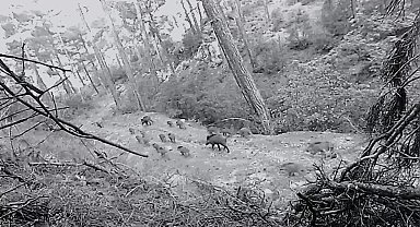 Birçok yaban hayvanı fotokapana takıldı